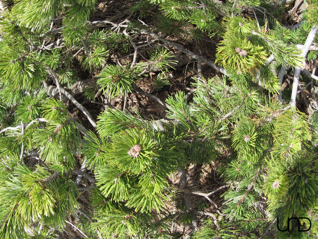 Fernweh eines Kunststudenten
