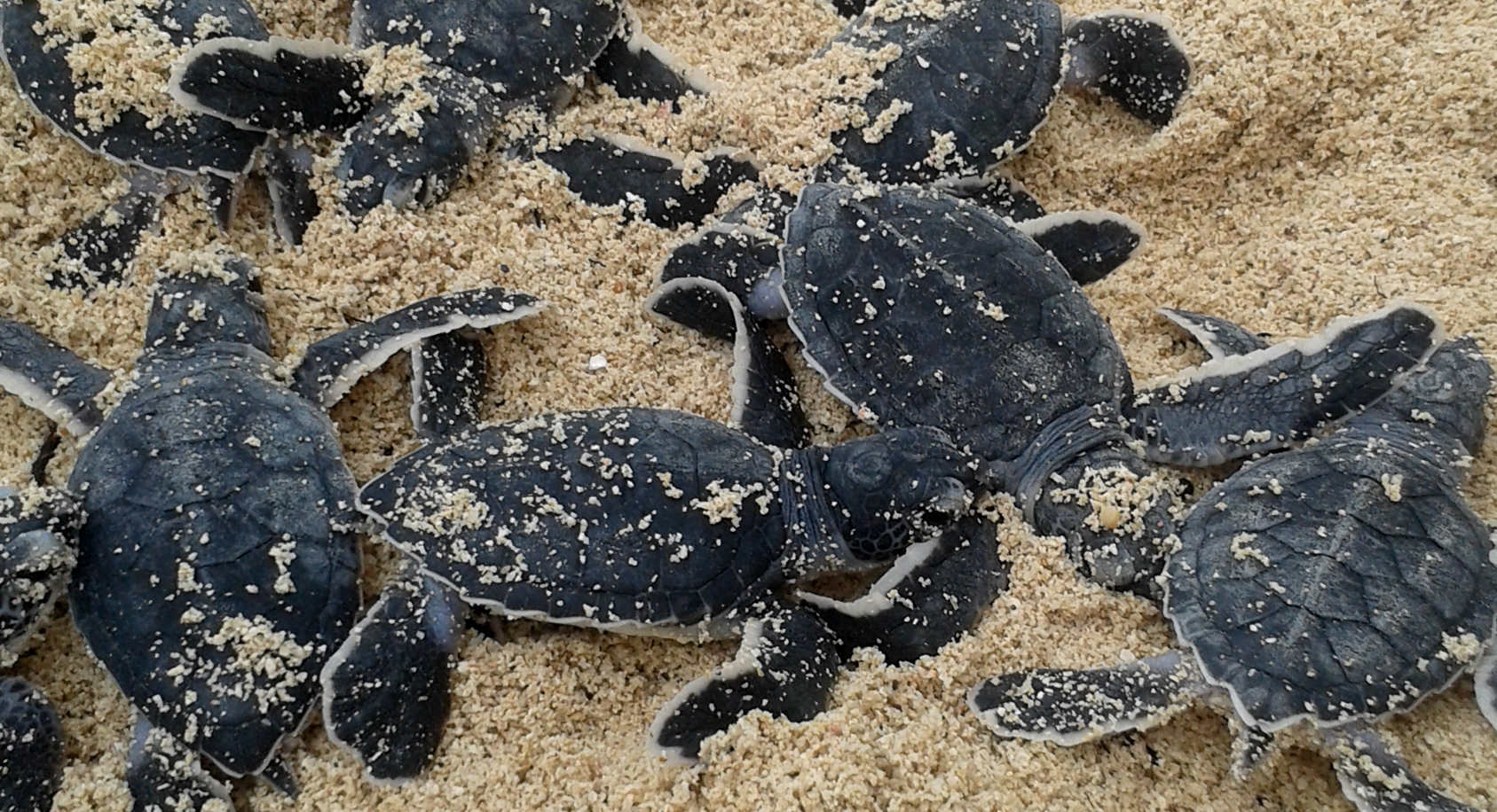 Kubanische Träume – Reportage aus Kuba
