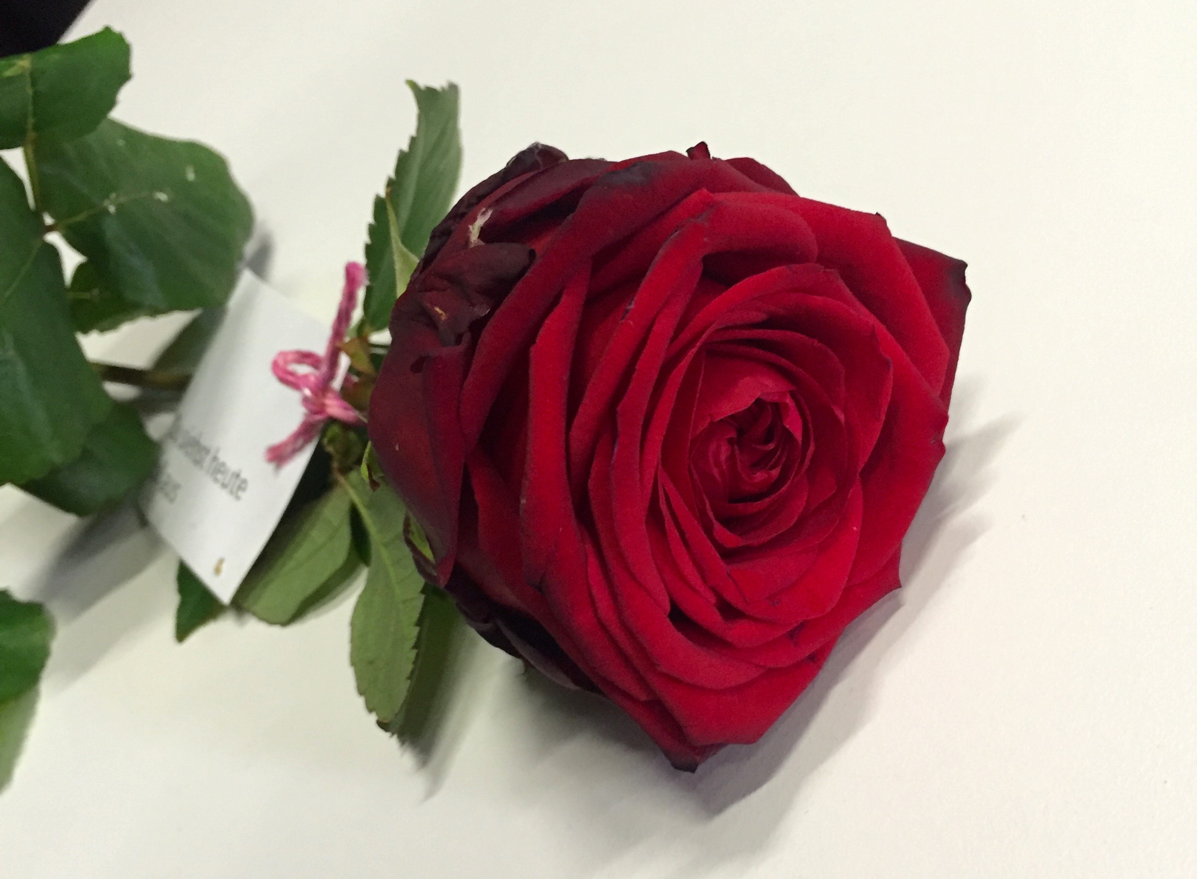 Am Schluss bleibt eine letzte Rose. Auch sie fand noch einen Besitzer.